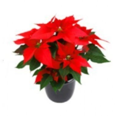 Flor de Navidad
