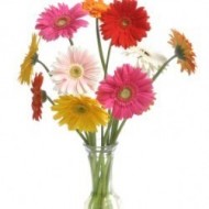 Una docena de Gerberas Daisies en florero