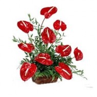 Arreglo de plantas tropicales