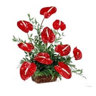 Arreglo de plantas tropicales