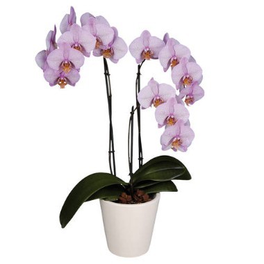 Planta de Orquídeas