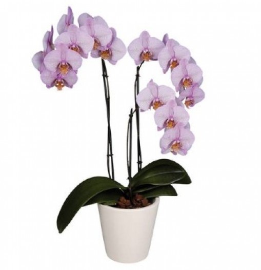 Planta de Orquídeas
